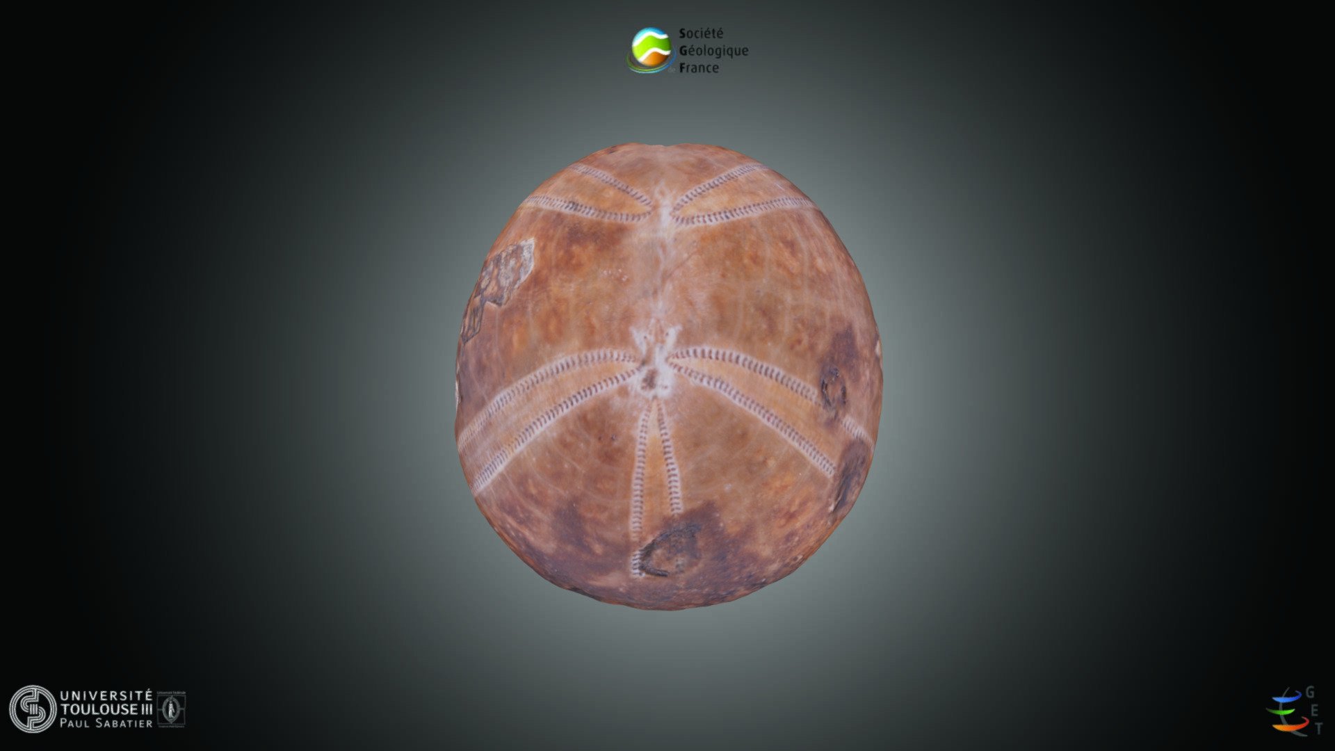 Echinoderme - Collyrites sp.