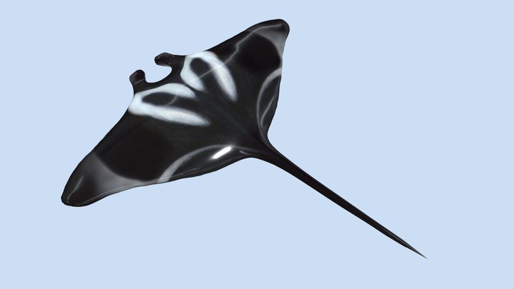Manta ray 3D Model