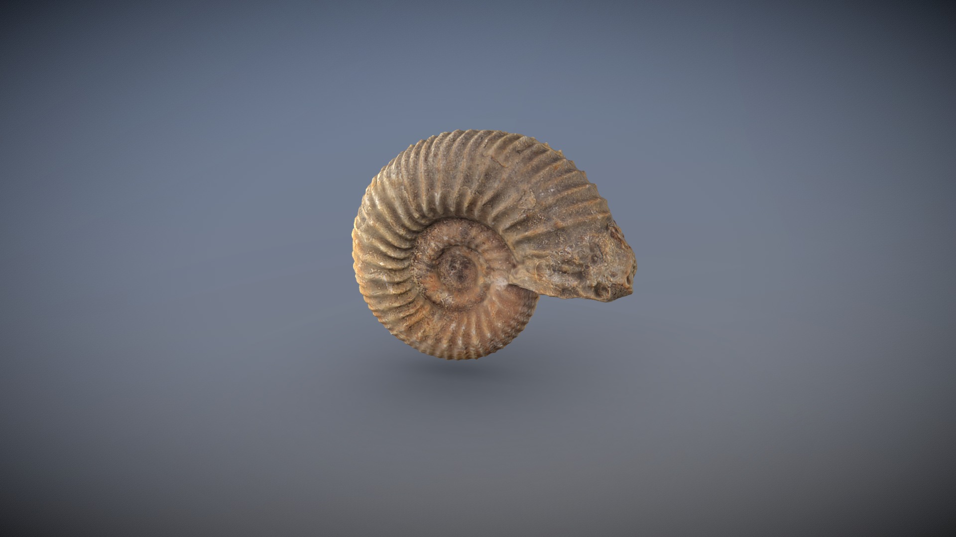 3D model Ammonite - This is a 3D model of the Ammonite. The 3D model is about a snail on a grey background.