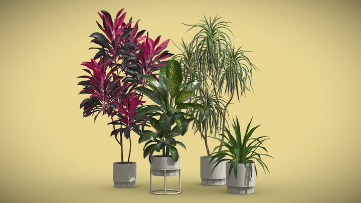 Indoor Plants Pack 62 3D Model