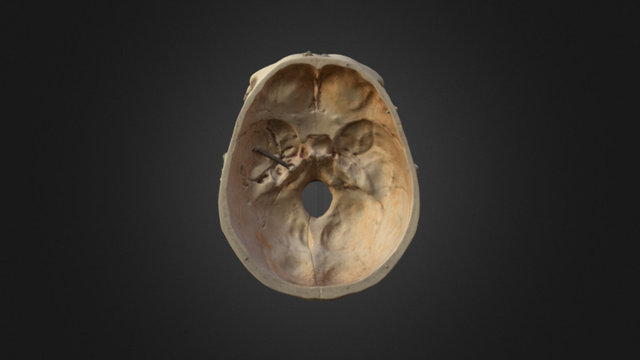 Human Male Superior View 3D Model