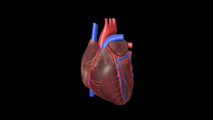 Human_Heart 3D Model