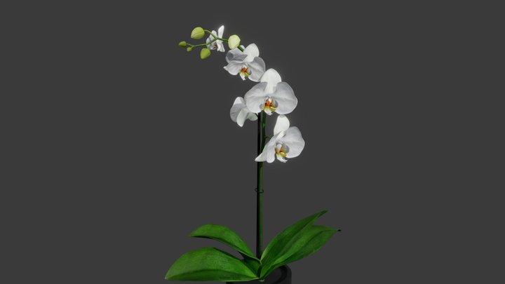 Phalaenopsis 3D Model