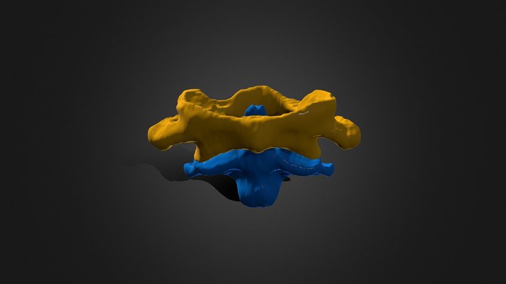 3D anatomy - atlas & axis 3D Model