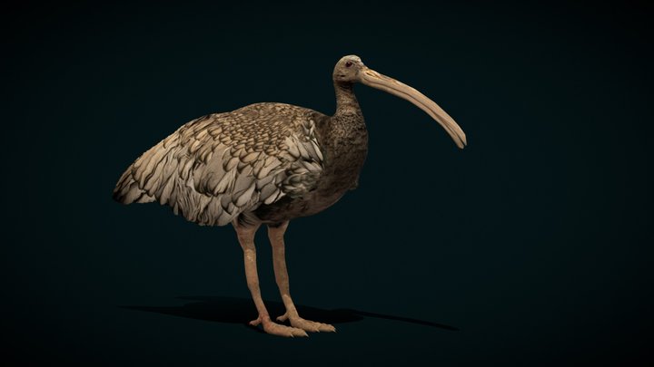 Giant Ibis Bird (Endangered) 3D Model