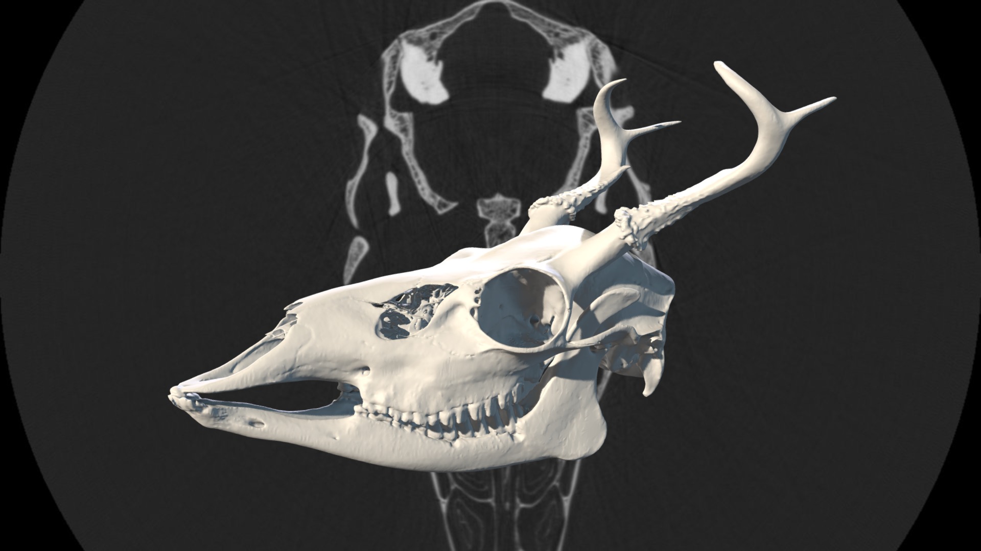 3D model White-Tailed Deer (Odocoileus virginianus) - This is a 3D model of the White-Tailed Deer (Odocoileus virginianus). The 3D model is about a skull with horns.