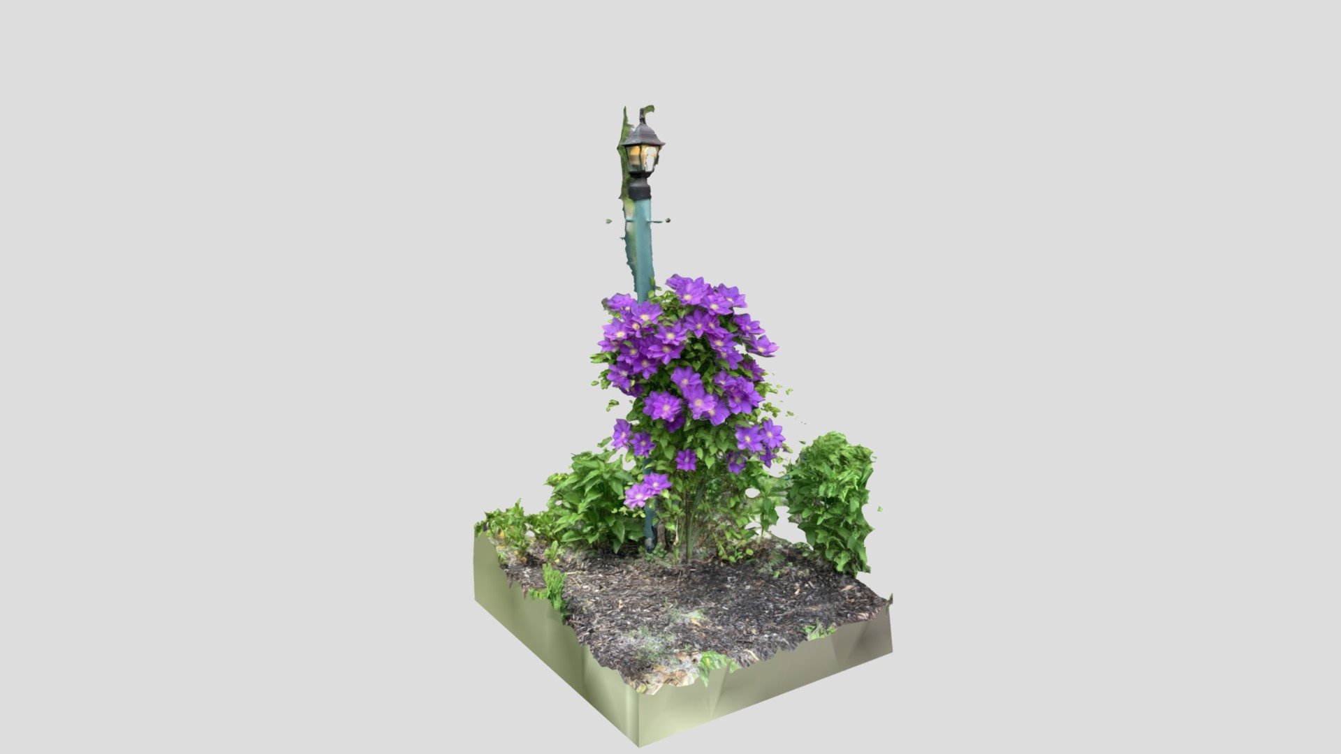 Clematis bush
