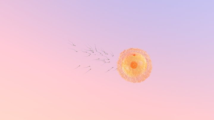 Gametes and fecundation 3D Model