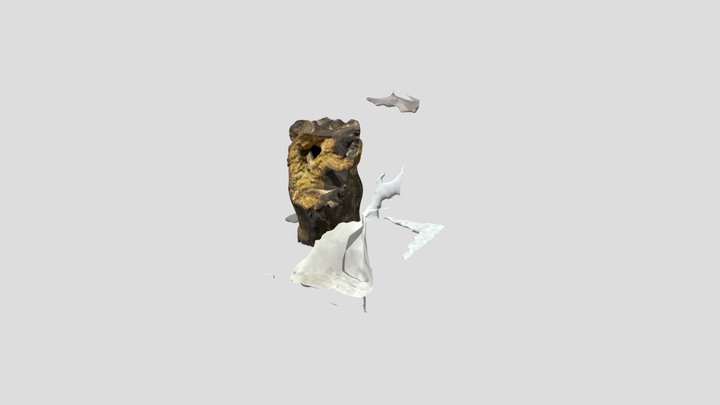 Baculites Species Cephalopod 3D Model