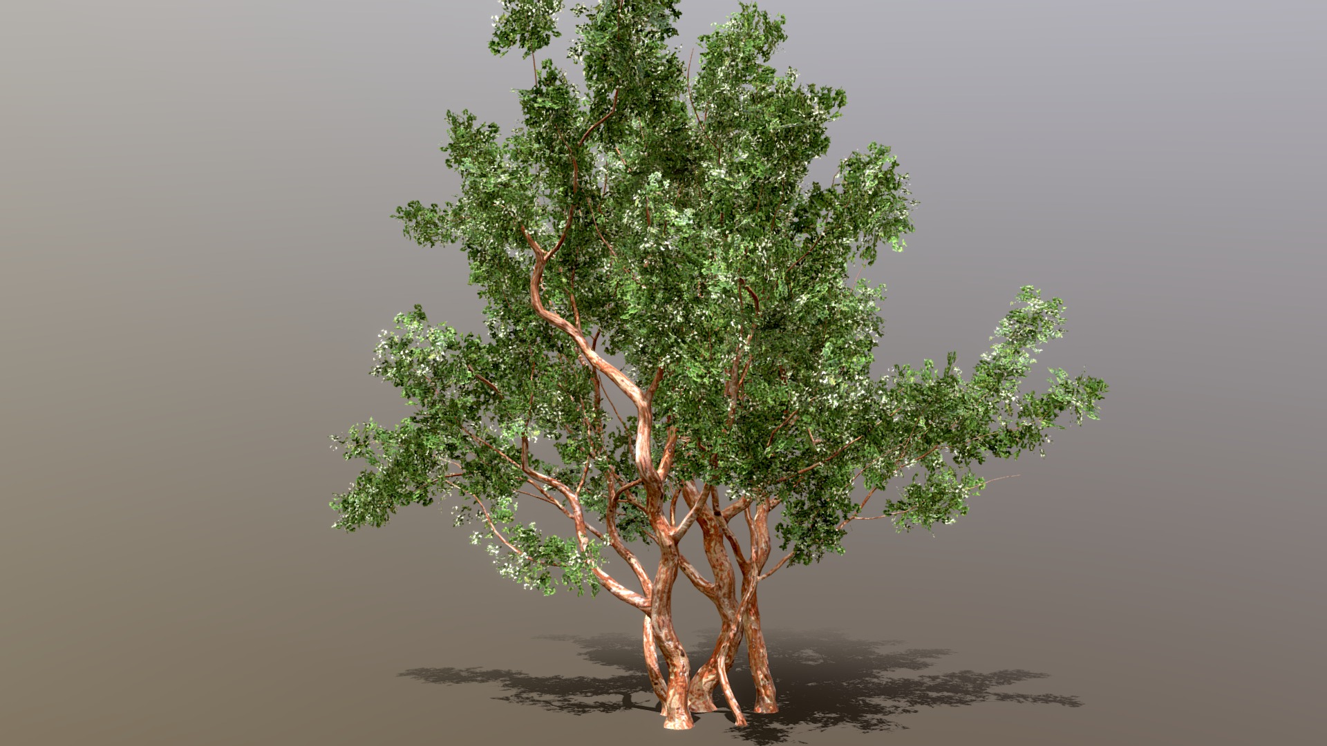 3D model Arrayan (Luma Apiculata) Low Poly - This is a 3D model of the Arrayan (Luma Apiculata) Low Poly. The 3D model is about a tree with many branches.