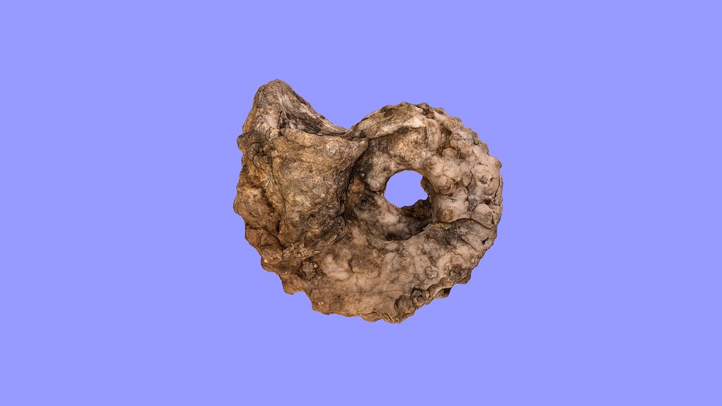 Nautiloid