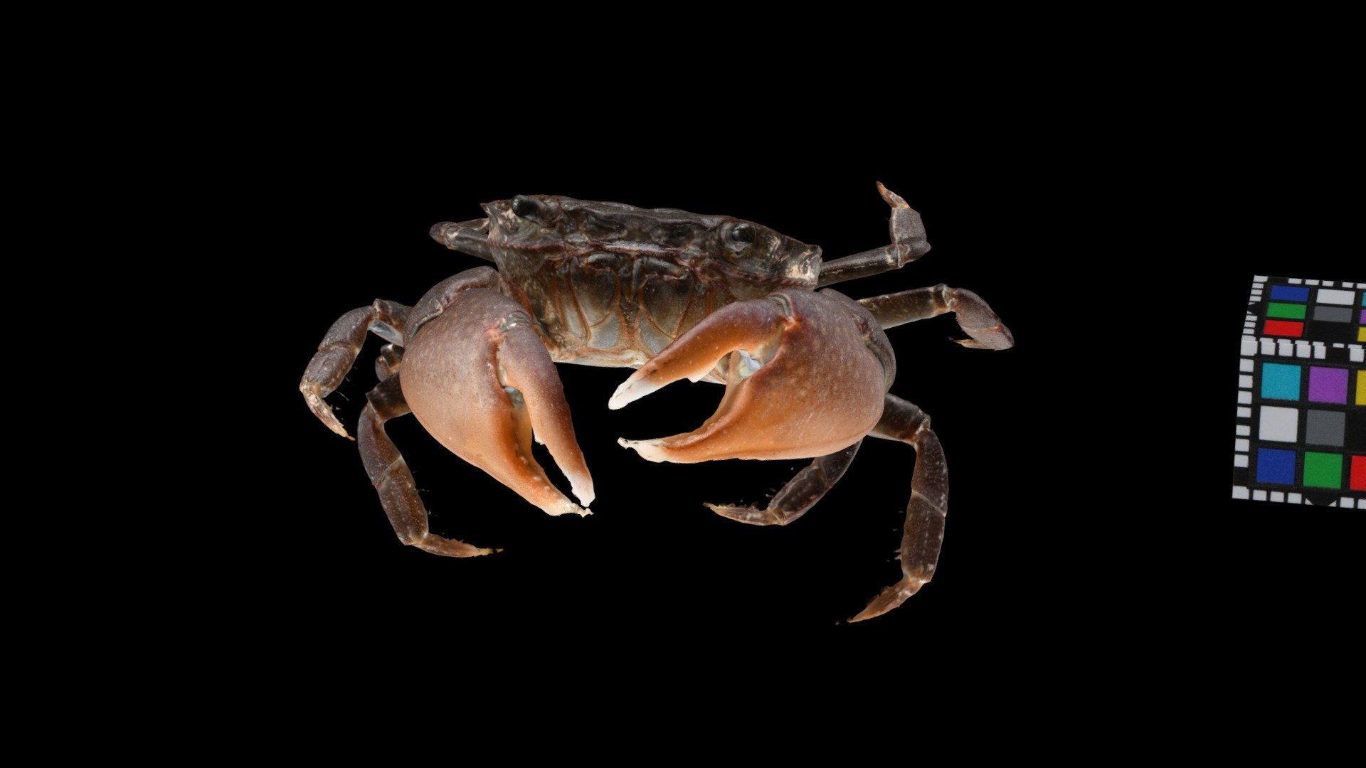 ヒライソガニ Rocky shore crab, Gaetice depressus