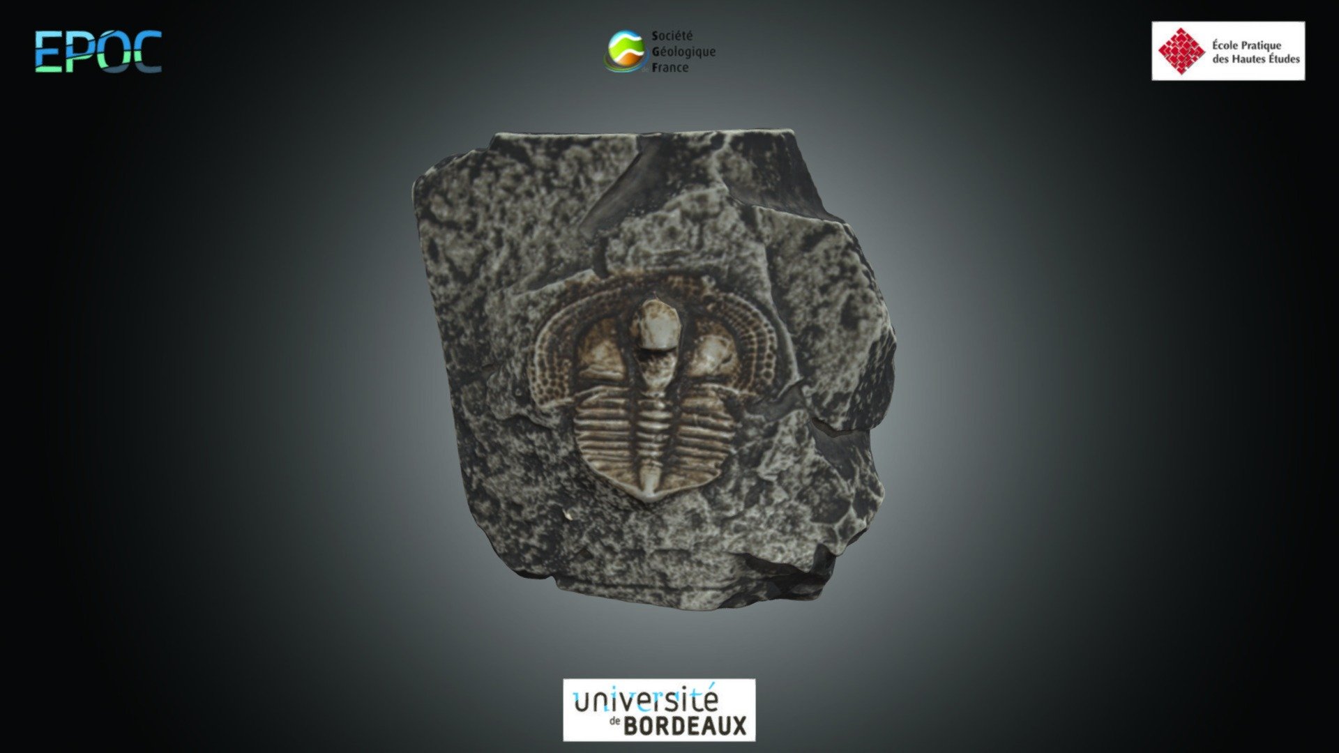 Trilobite - Trinucleus sp.