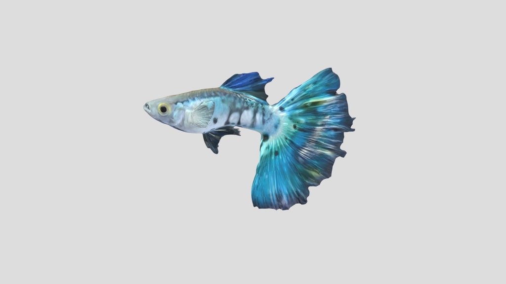 NeonBlue Halfmoon Guppy Male