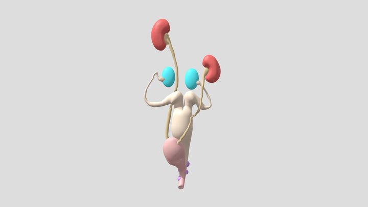 Female Reproductive System of Rabbit 3D Model