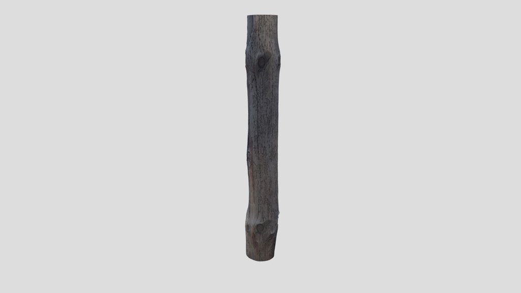 Wormed tree trunk