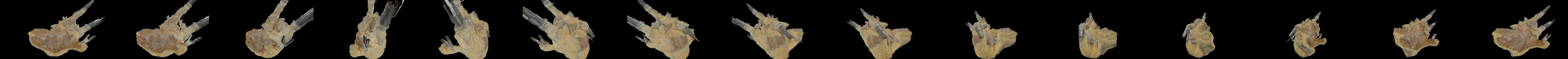 Tricuspid Valve view Whole Human Heart Model 3D Model
