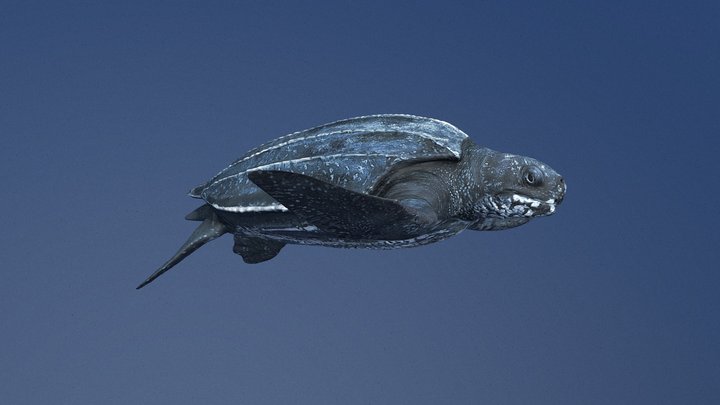 Model 95A - Adult Leatherback Sea Turtle, "Mac" – Free 3D Model STL