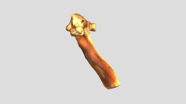 Sus scrofa - thoracic vertebra example 3D Model