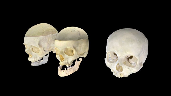 czaszki 3D Model