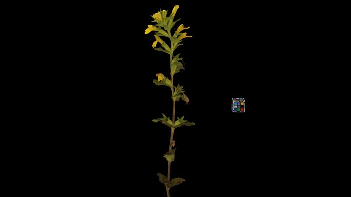 CC0 セイヨウヒキヨモギ Yellow Bartsia, P. viscosa – Free 3D Model STL