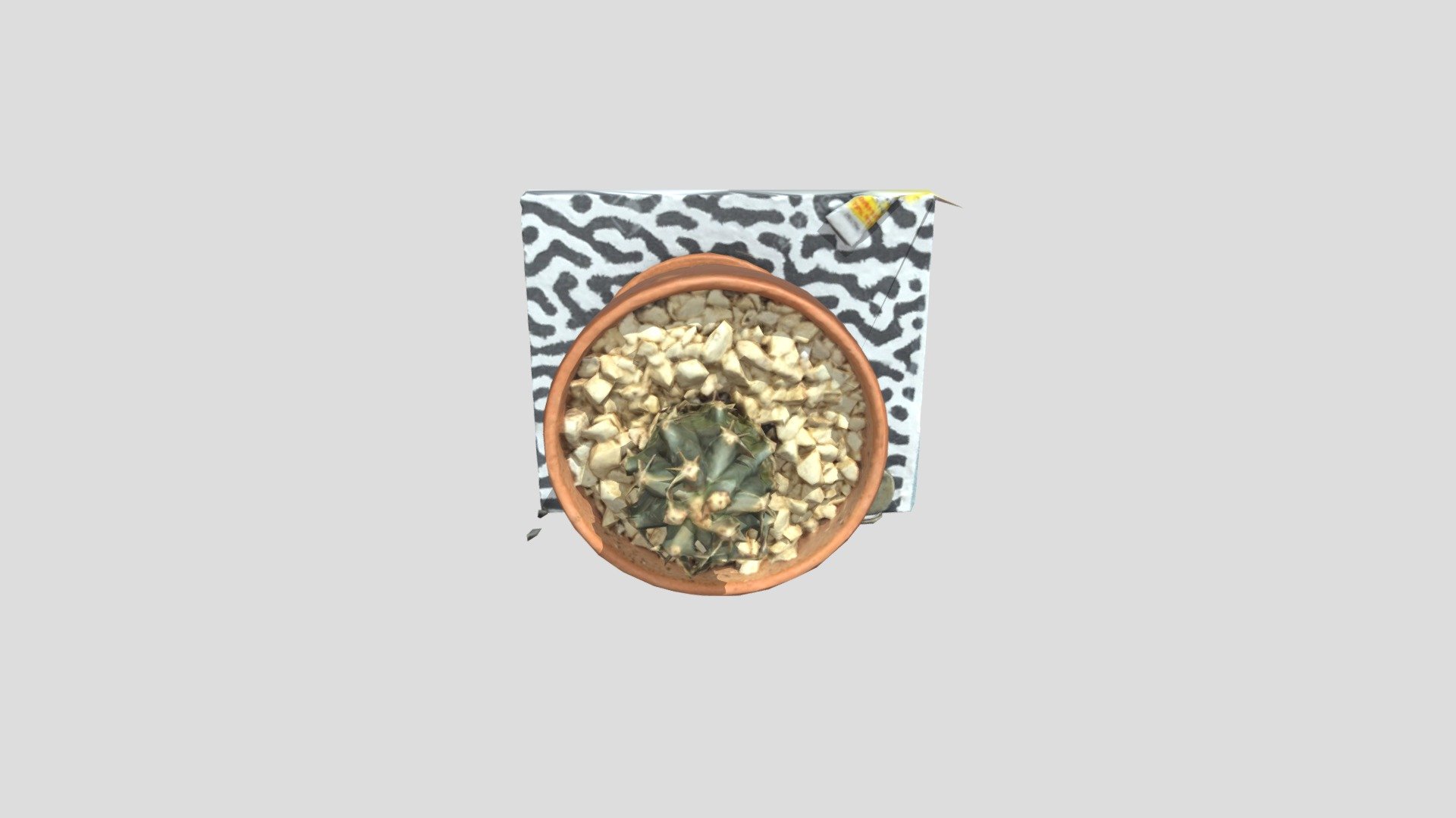 Cactus Rapid