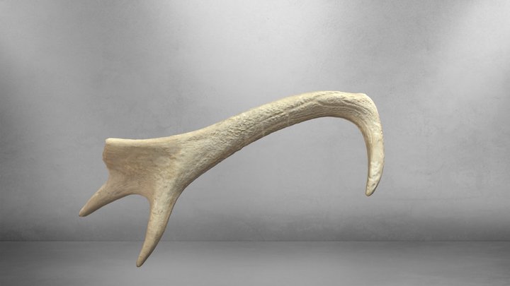 Antler Pick 3D Model