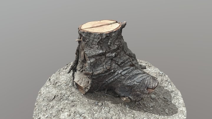 Tree Stump #2