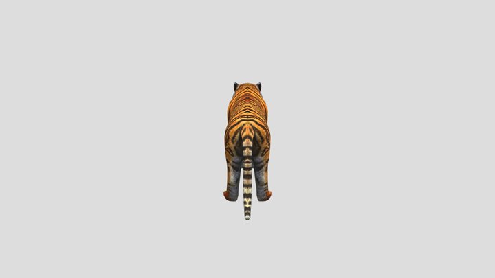 Bengal tiger 3d model - CadNav