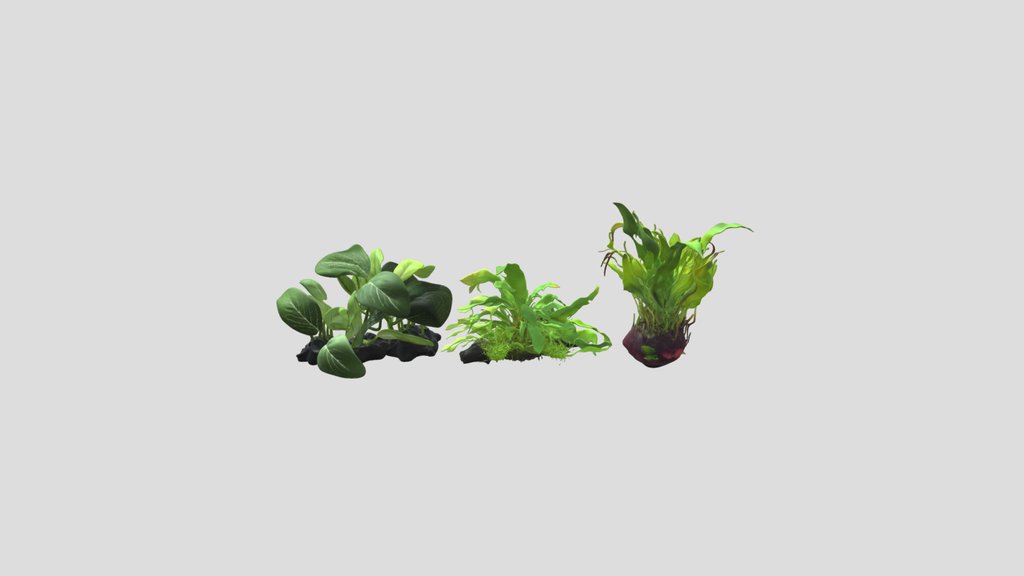 Aquariumplants like Microsorum and Salutuya