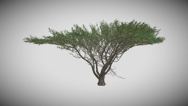 Umbrella Thorn Tree 3D Model
