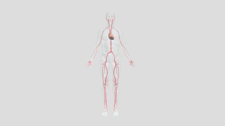 三维动脉模型 3D Model