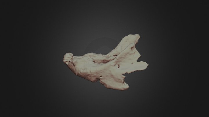 Santagnathus mariensis UFRGS-PV-1419-T - Jaw 3D Model