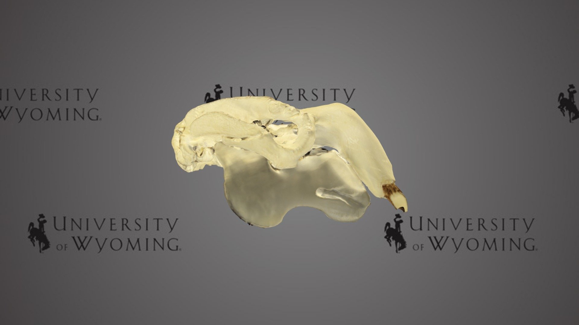 UWG Teaching Skull 2