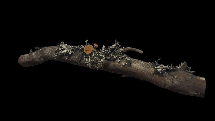 Growth on a stick (hypogymnia krogiae) – Kostenloses 3D-Modell STL