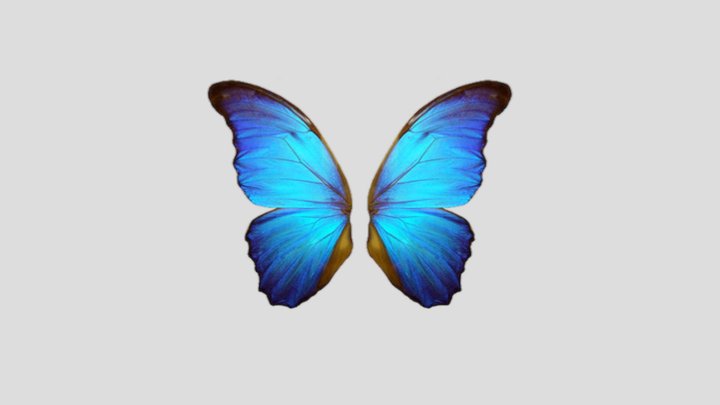 3D model Animated Butterfly VR / AR / low-poly animated