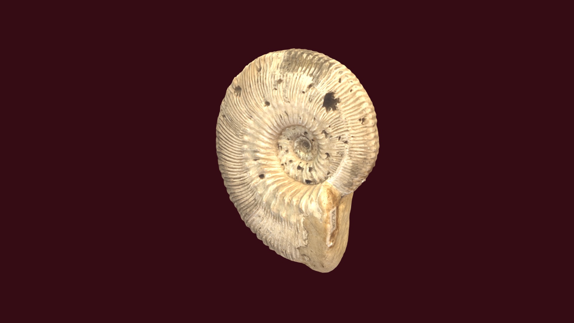 3D model Kosmoceras proniae - This is a 3D model of the Kosmoceras proniae. The 3D model is about a close up of a sea creature.
