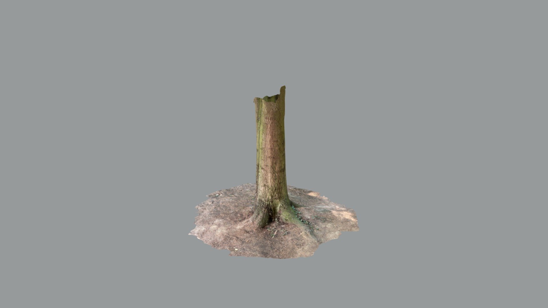 Tree Stump 3