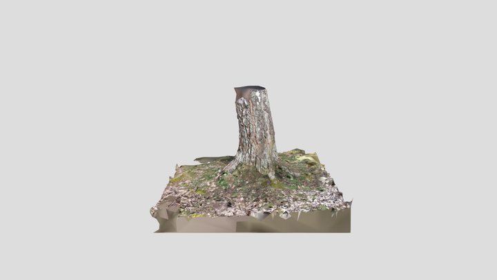 3D Scanned Tree 3D Model