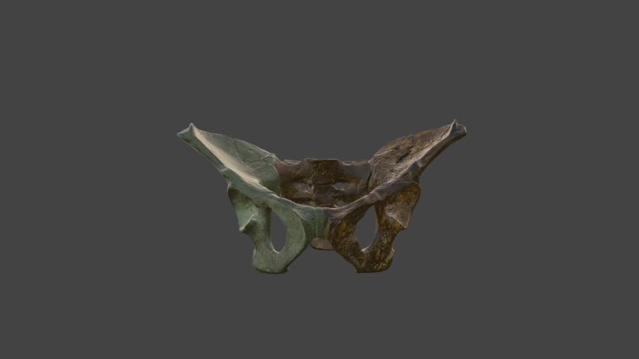 Lucy Pelvis with Texture 3D Model