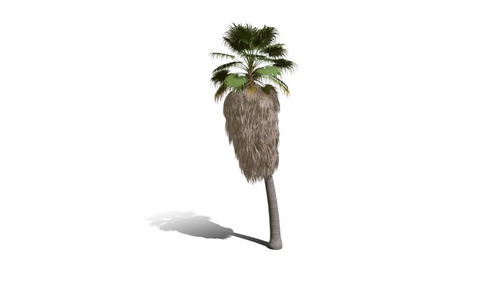 Realistic HD California fan palm (10/25) 3D Model