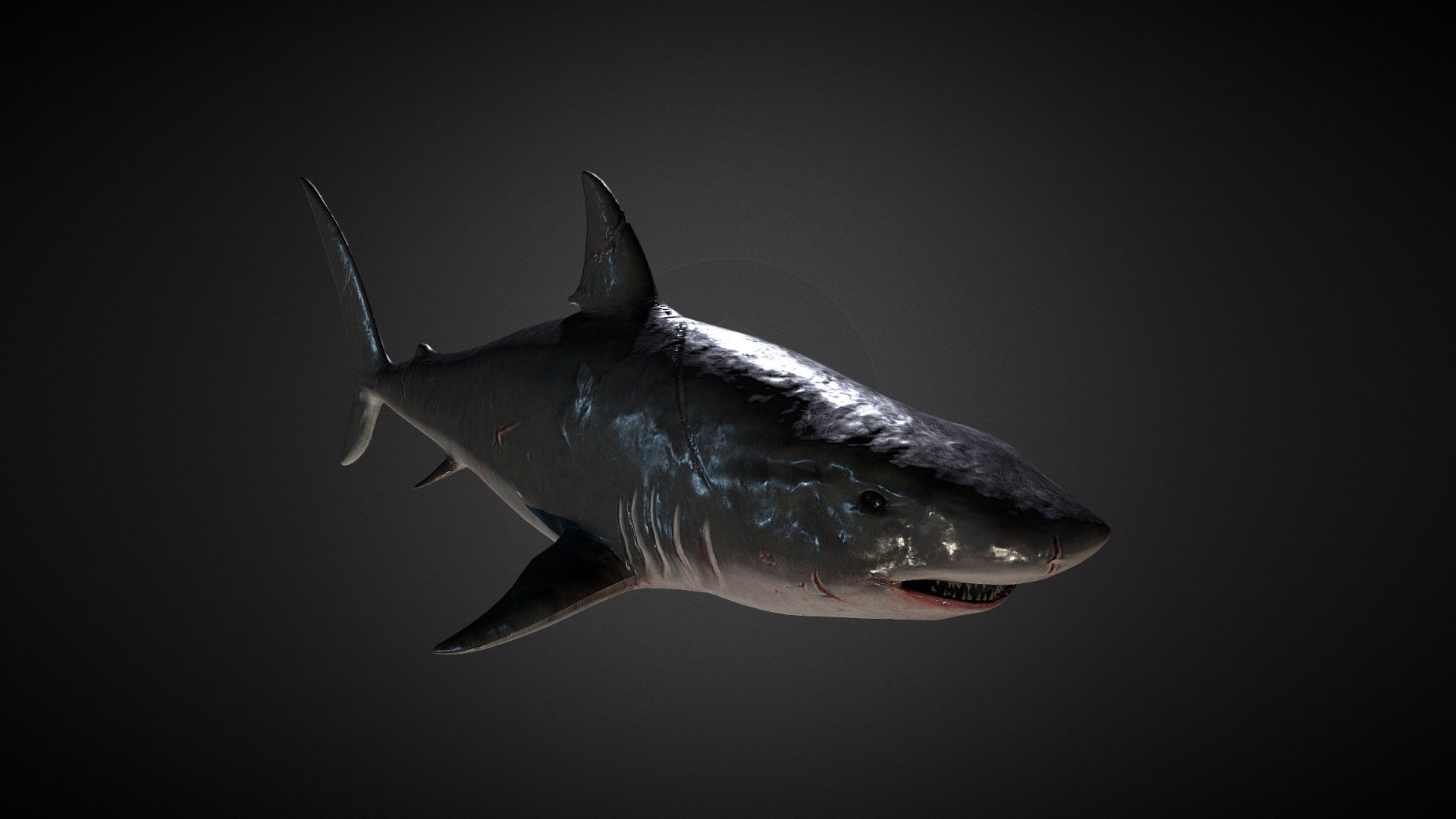 Wounded Shark - 3D model by OwenEdwards (@noonesaidwords) [49aaf1e ...