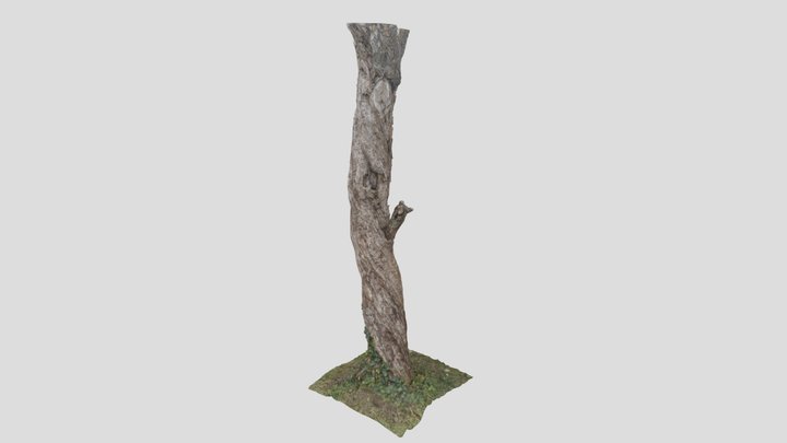 Withered tree trunk 3D Model