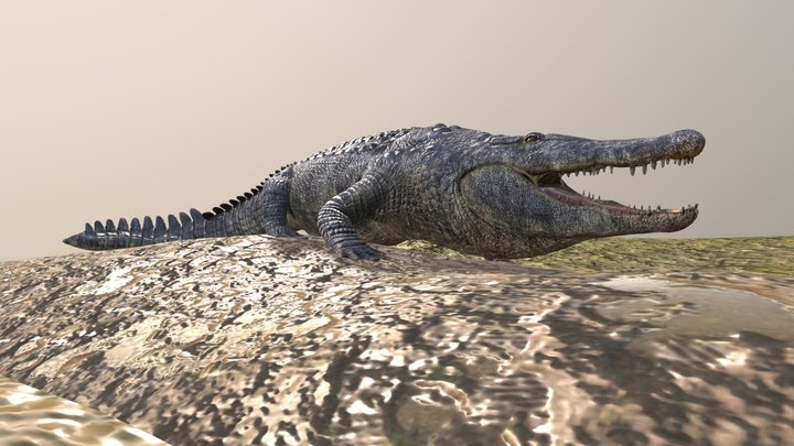 Alligator 3D Model