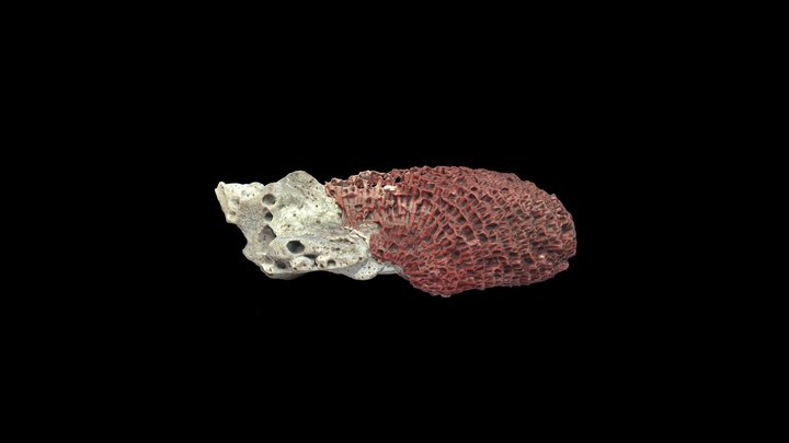 Red coral 3D Model