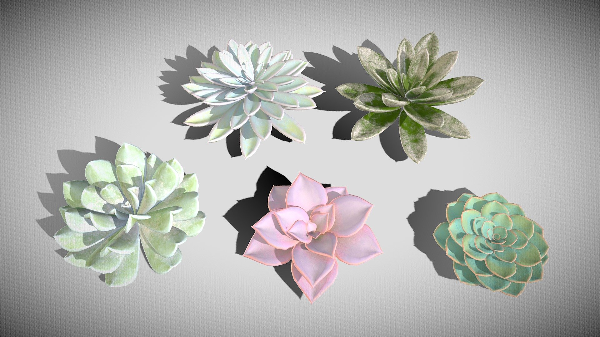 Succulents