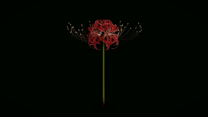 Flower Lycoris 3D Model