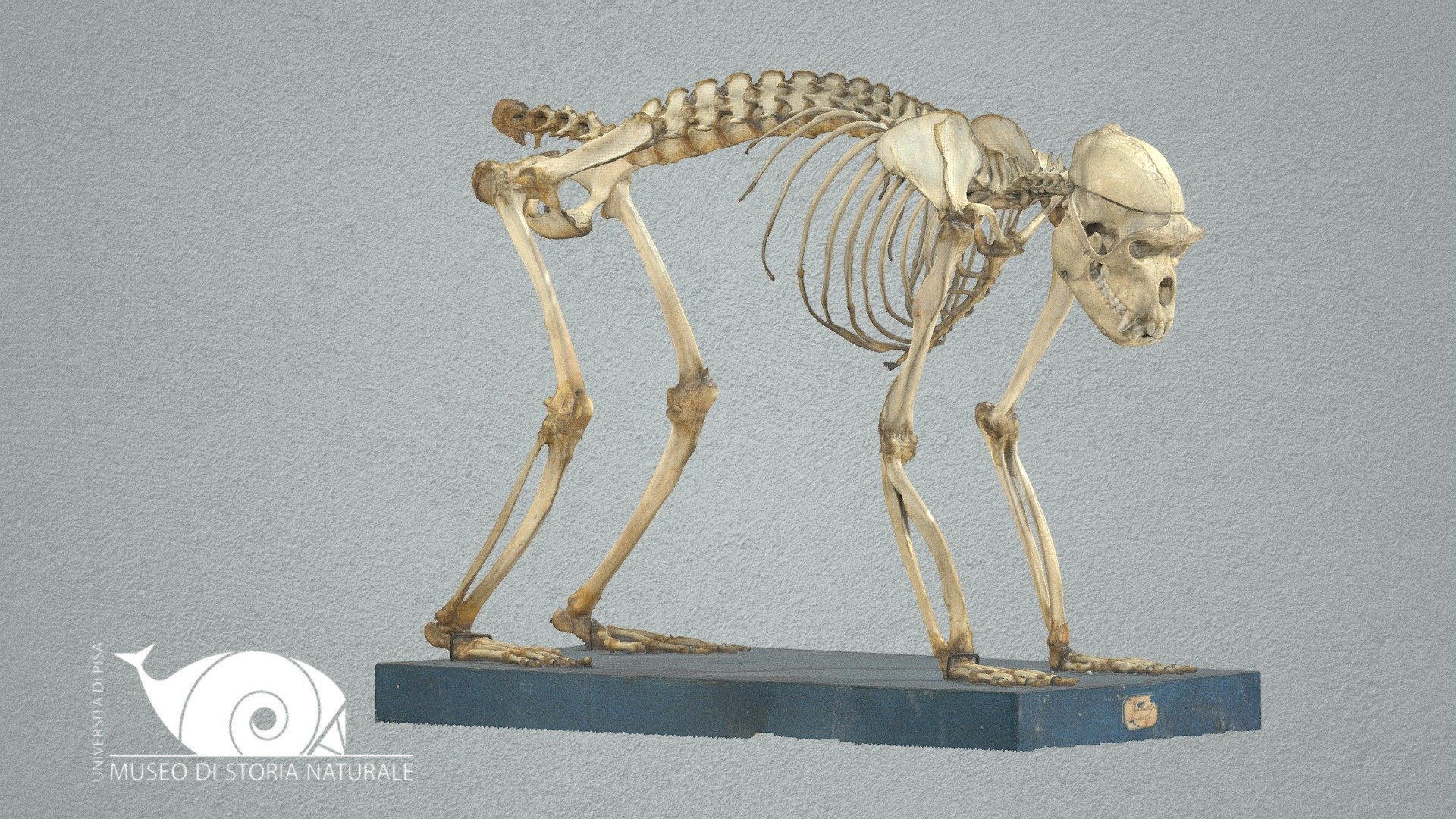 Bonnet macaque - 3D model by Natural History Museum, University of Pisa ...