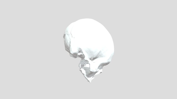 Prueba craneo 3D 3D Model