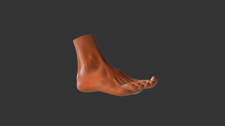Artec Eva : Foot 3D Model